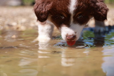 Close-up of dog in water