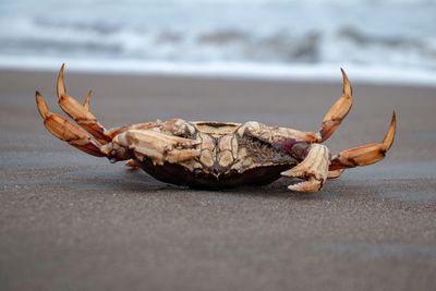 Close-up of crab on sand at beach