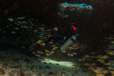 Fish swimming in sea