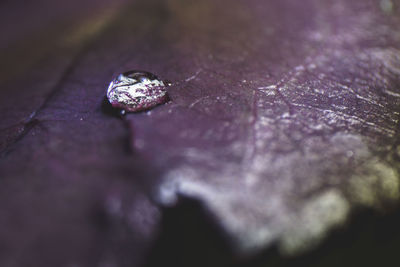 Close-up of water drops on rock