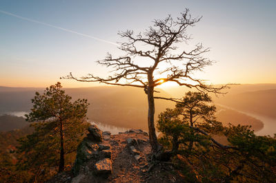 Bare tree against sky during sunset