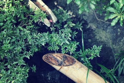 Close-up of plants on wood