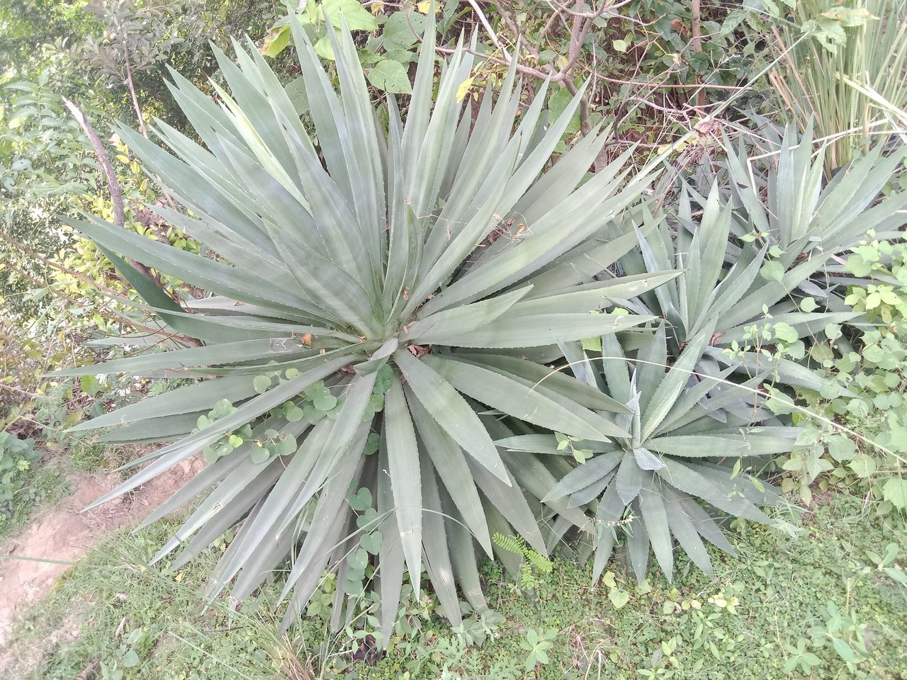 plant, growth, green, nature, field, no people, land, day, beauty in nature, high angle view, agave, grass, leaf, plant part, outdoors, flower, tranquility, tree, close-up, freshness