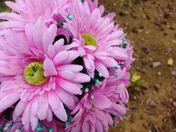 Close-up of fresh pink flowers blooming outdoors