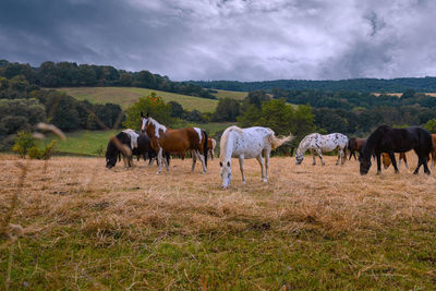 Horses in a field