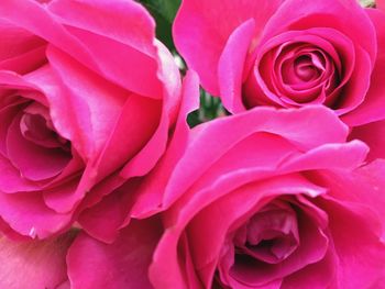 Full frame shot of pink flower