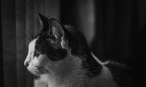 Close-up portrait of cat