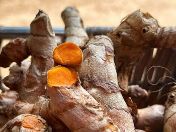 Close-up of mushrooms growing on tree