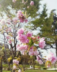 Close-up of pink flowers blooming on tree