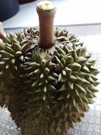 Close-up of potted plant on table