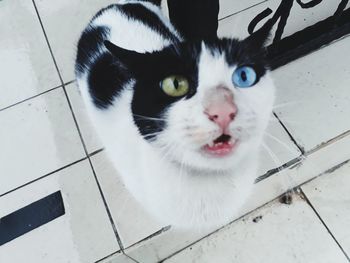 Close-up portrait of cat