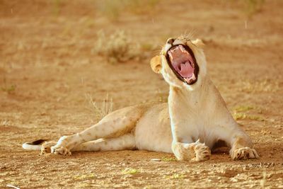 Close-up of lion cub on field