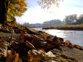 Close-up of autumn leaves in water