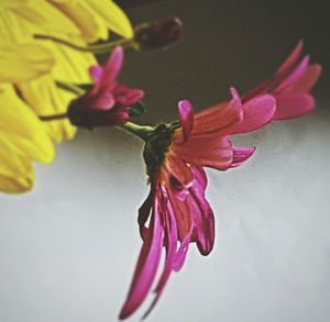 Close-up of pink flower against blurred background