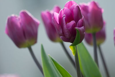 Close-up of pink flower