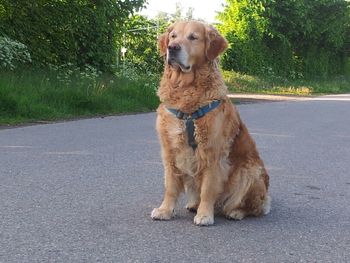 Dog sitting on road