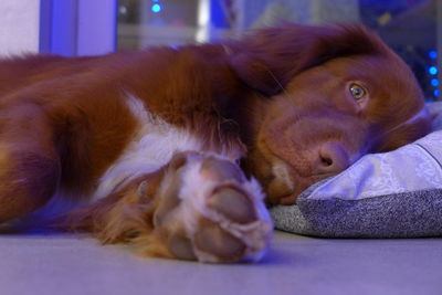 Close-up portrait of dog lying on bed at home