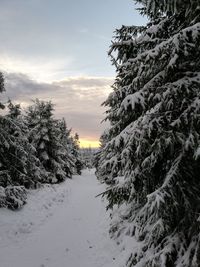 Snow covered land and trees against sky during sunset