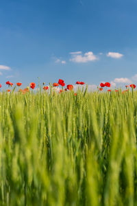 Close-up of poppy field against sky