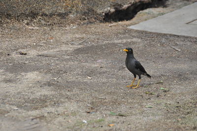 Crow in a city park