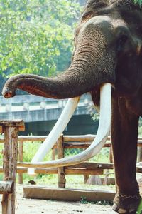 Close-up of elephant