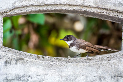 Close-up of bird perching outdoors