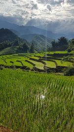 Scenic view of agricultural field against sky