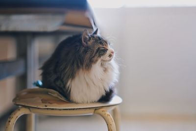 Cat looking away while sitting on table