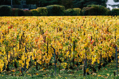 Scenic view of vineyard against plants