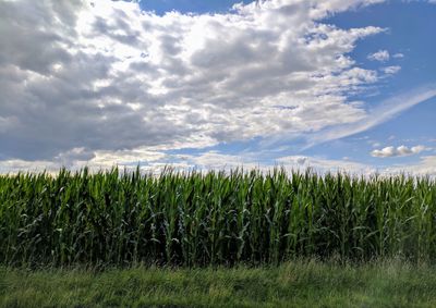 Wheat growing on field against sky