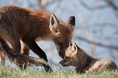 Fox with puppy on field