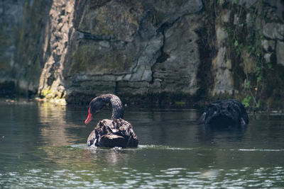 Black australian swan swimming in lake