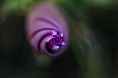 Close-up of purple flower bud