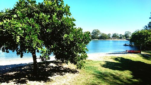 Tree by sea against clear blue sky