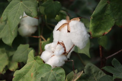 Close-up of ripe cotton bolls on cotton branch