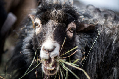 Close-up of sheep