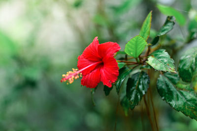 Close-up of red flowering plant