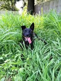 Portrait of dog yawning on grass