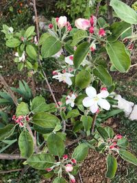 Close-up of flowers growing on plant