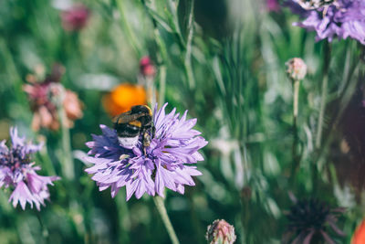 Close-up of bee pollinating on purple flower