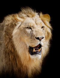 Close-up portrait of a lion 