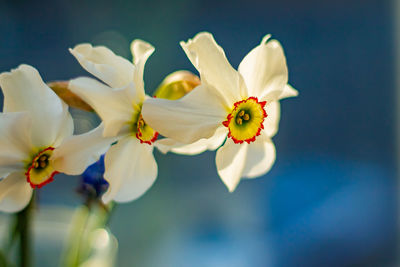 Close-up of white flowers against blue sky