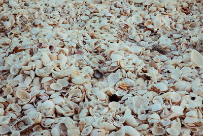 Full frame shot of seashells 