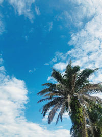 Palm trees and beautiful sky