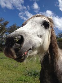 Close-up of horse on field against sky