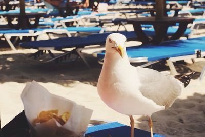 Close-up of seagull on beach