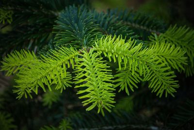 Close-up of fern leaves