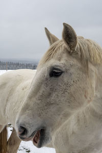 Close-up of a horse