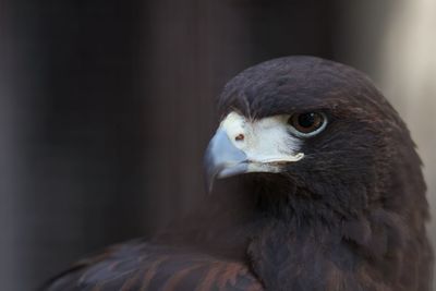 Close-up of eagle