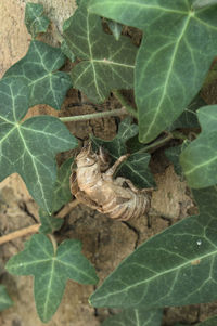 High angle view of insect on leaves